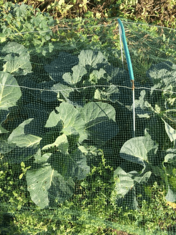 The Grow Together Allotment