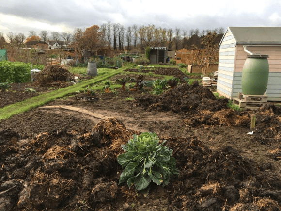 The Grow Together Allotment