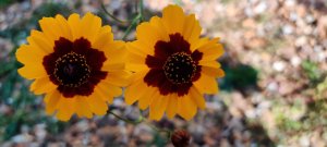 Yellow flowers